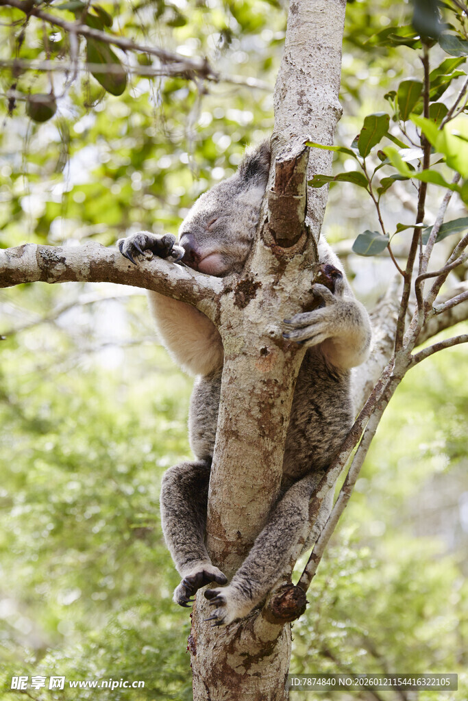 树上的考拉
