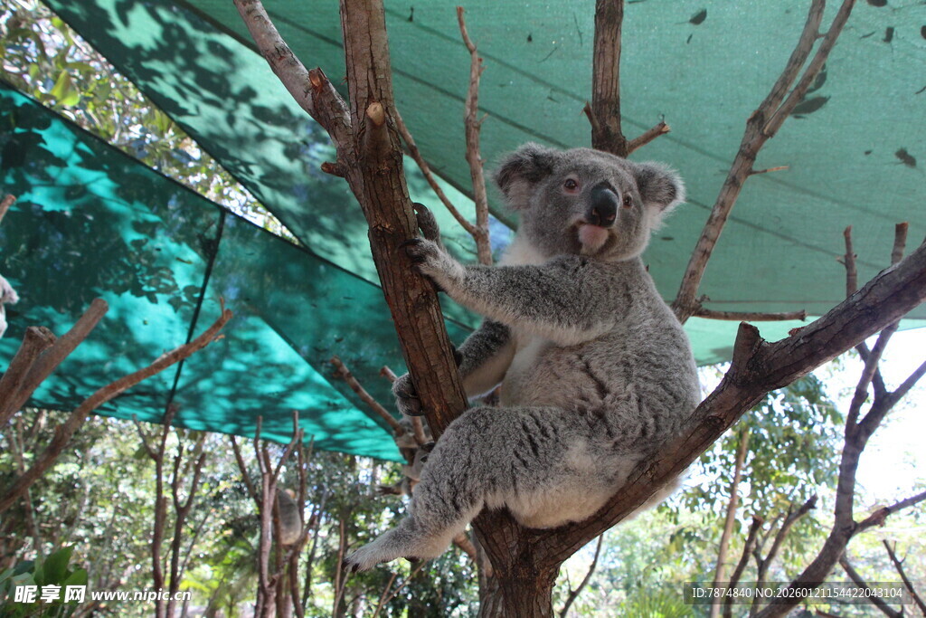 树上的考拉