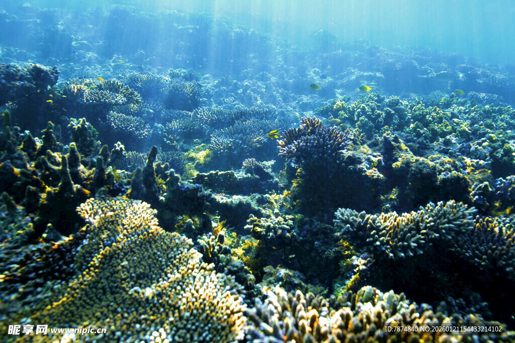海底斑斓珊瑚景观