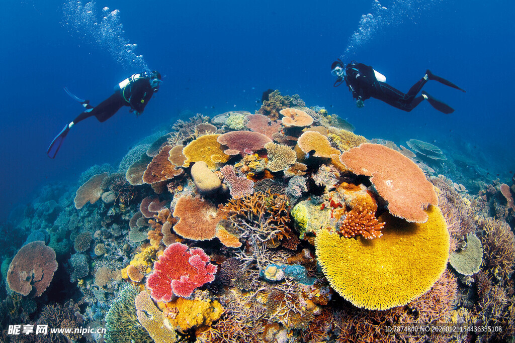 海底珊瑚礁与潜水者