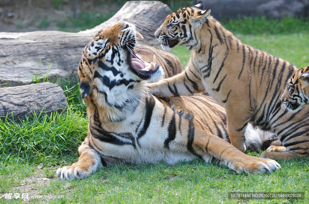 母虎与幼虎亲昵互动场景
