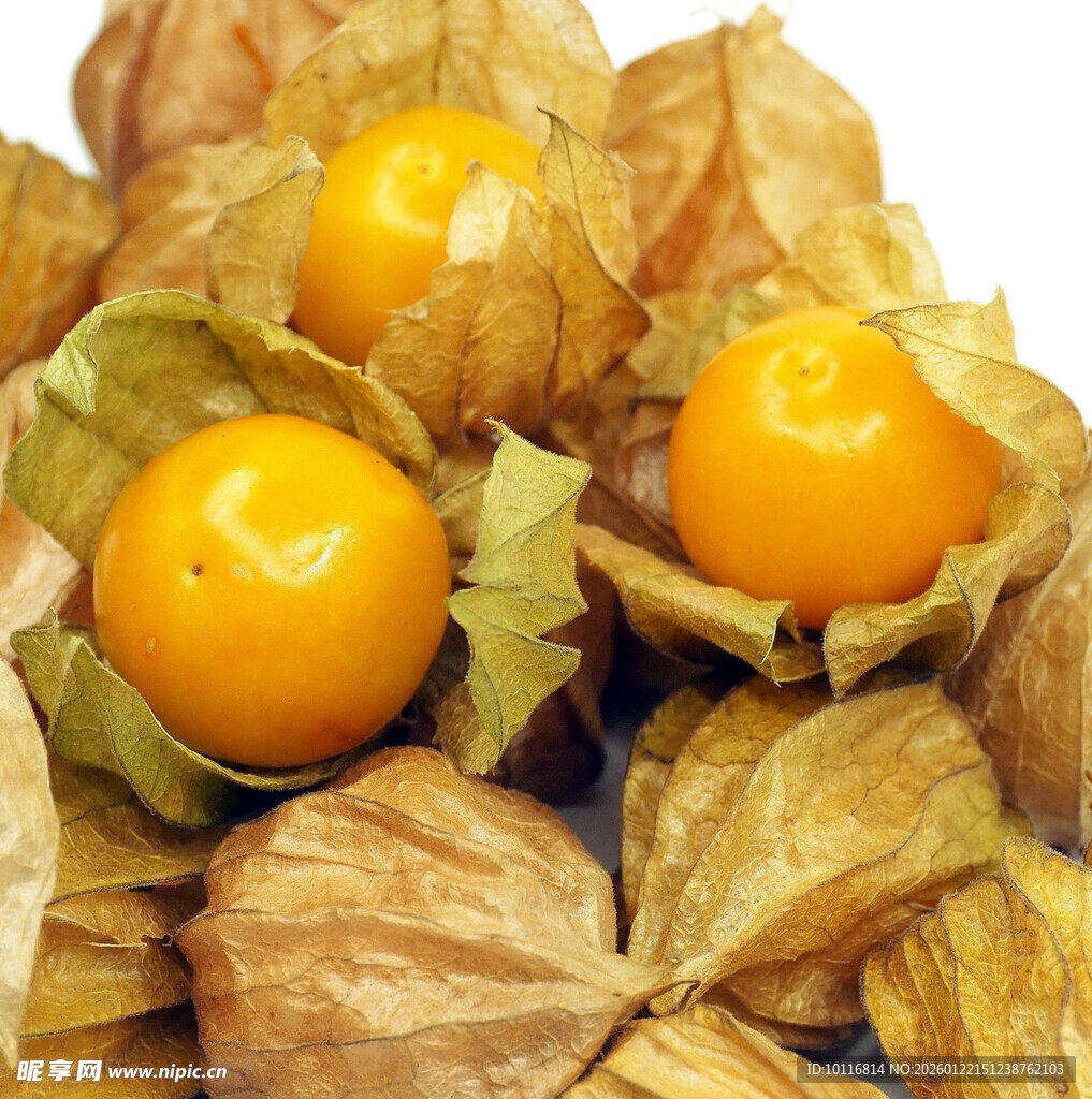 灯笼果