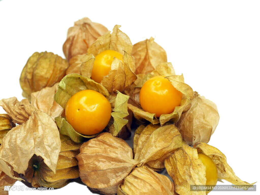 灯笼果