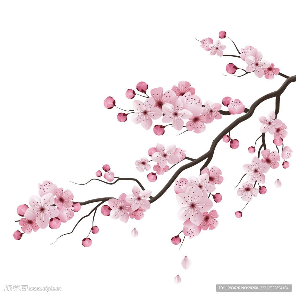 粉色樱花枝