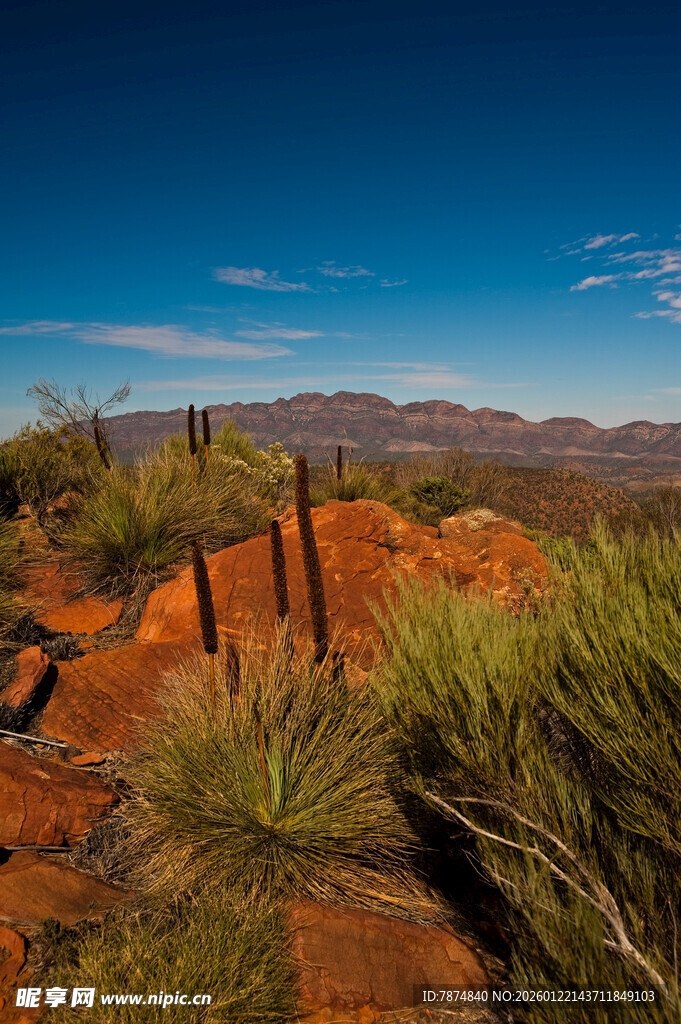沙漠中的绿植与远山景观