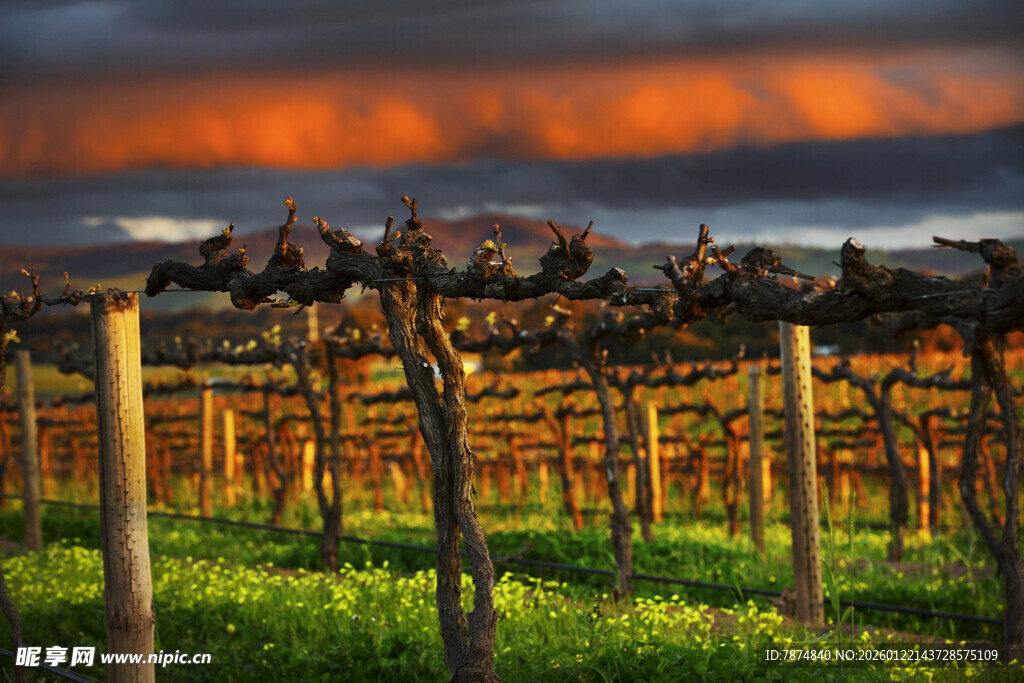 夕阳下的葡萄园美景