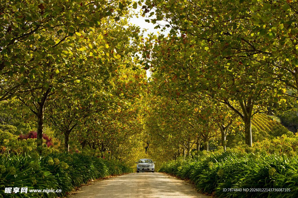 林间小道上的孤独行驶车辆