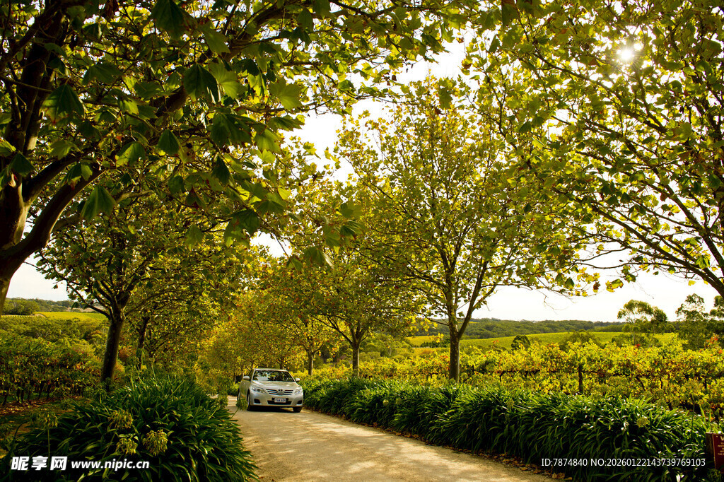 林间小道上的行驶车辆