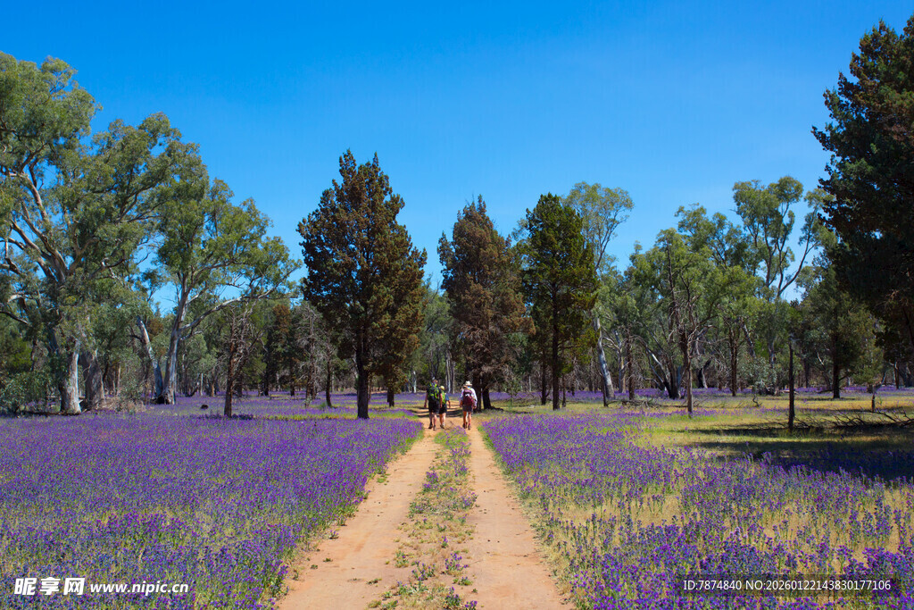紫色花海中的林间小径