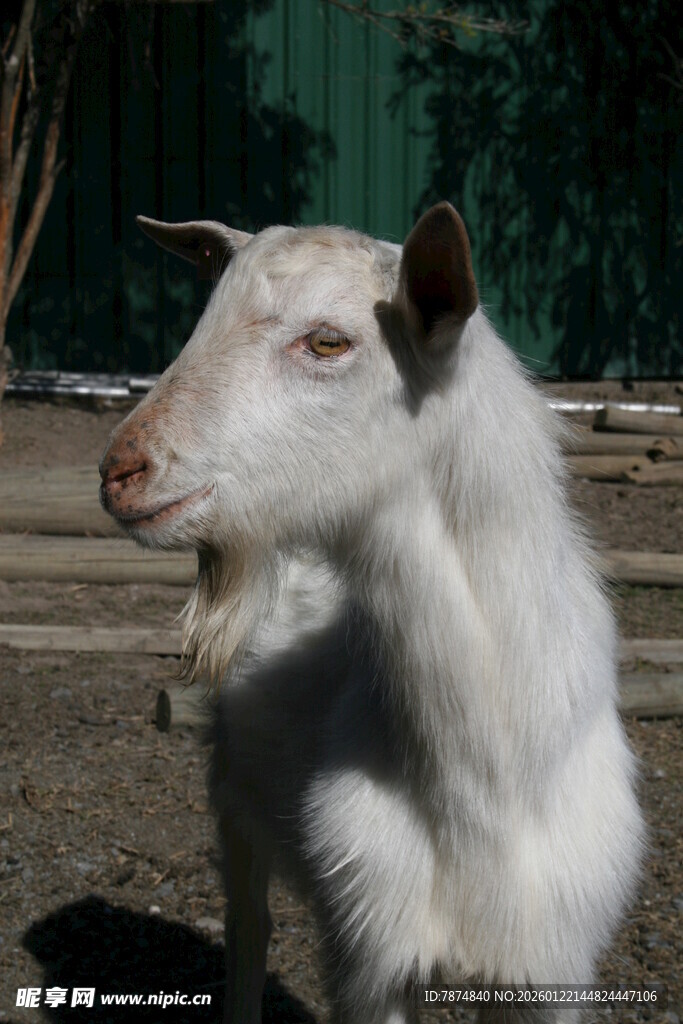 白色山羊张嘴露齿