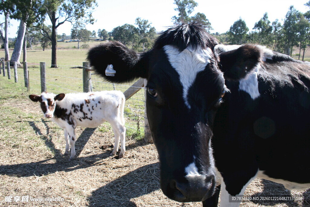 奶牛与小牛在牧场