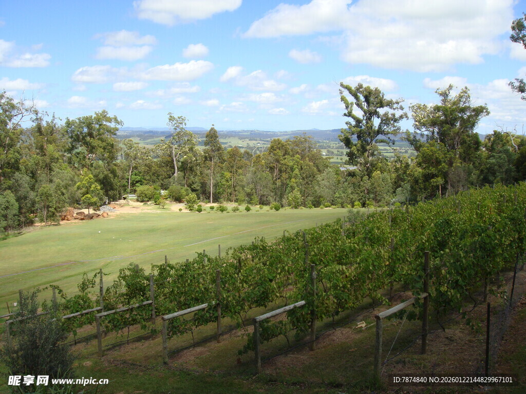 田园风光中的葡萄园美景