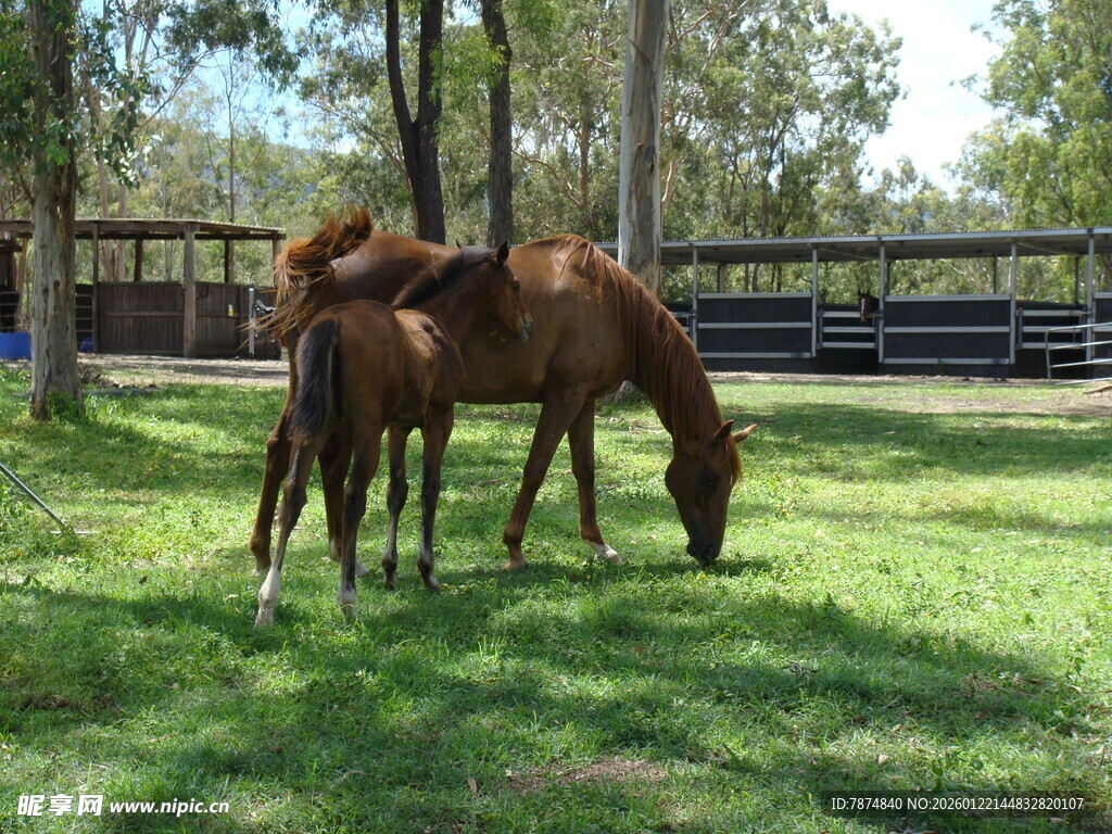 草地上的母马与小马驹