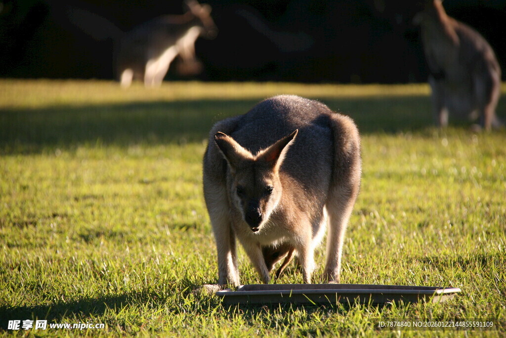 草地上的袋鼠