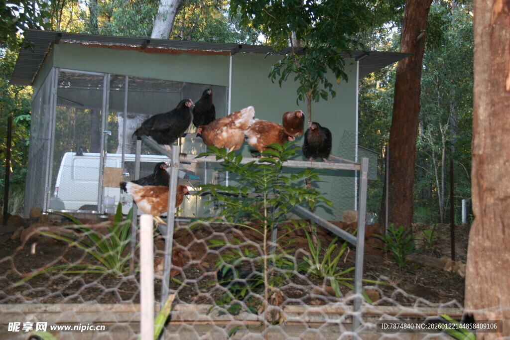 围栏内的多样动物