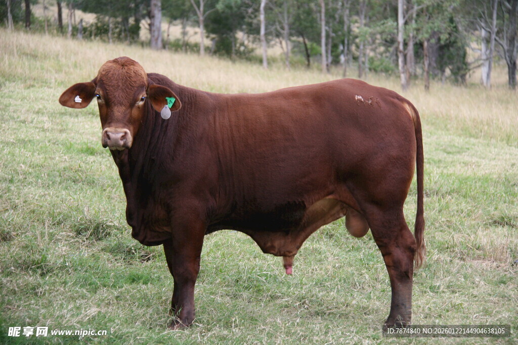 棕色壮硕牛站立于草地