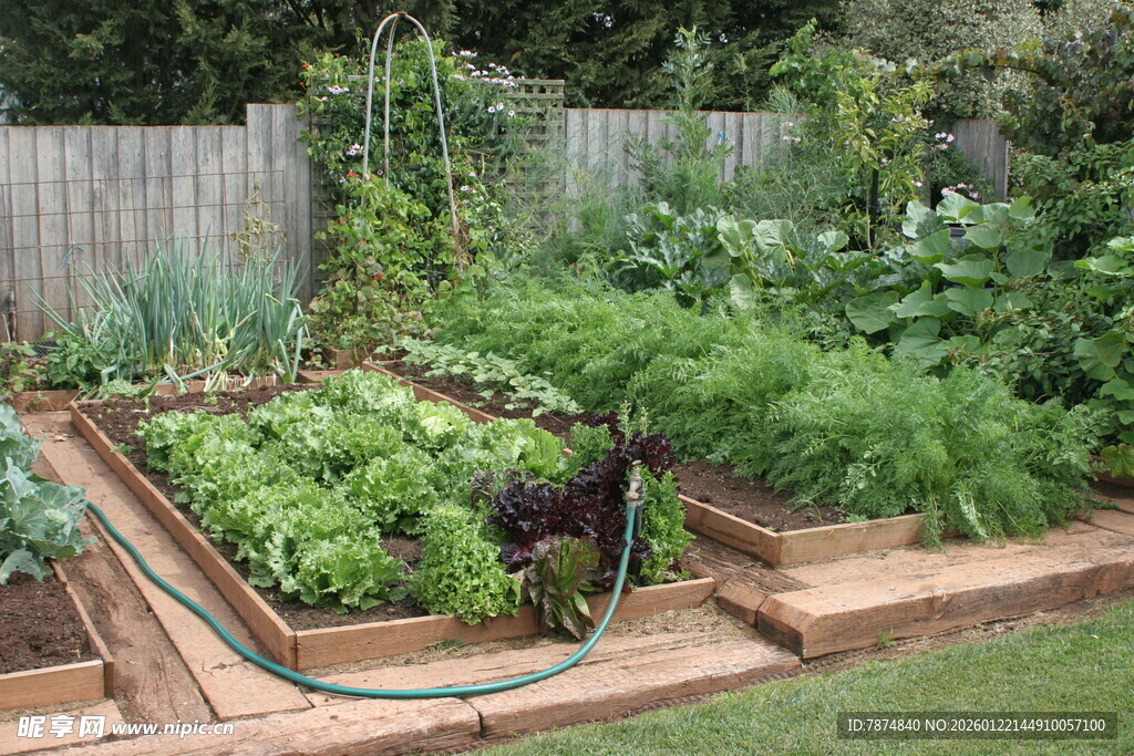 家庭菜园 生机勃勃的角落