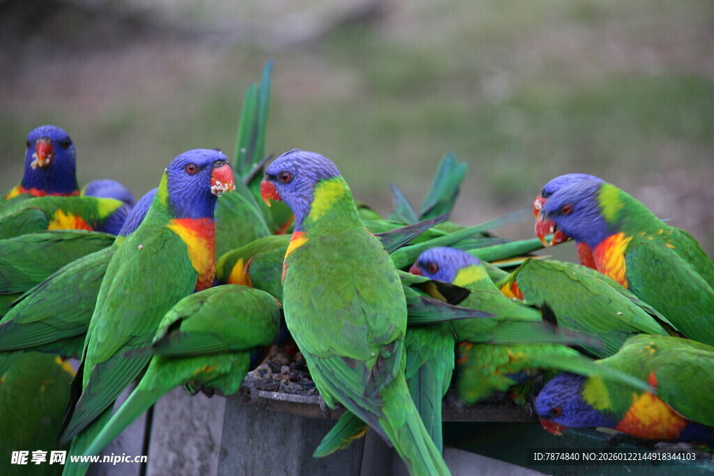 多彩鹦鹉聚集在木柱上