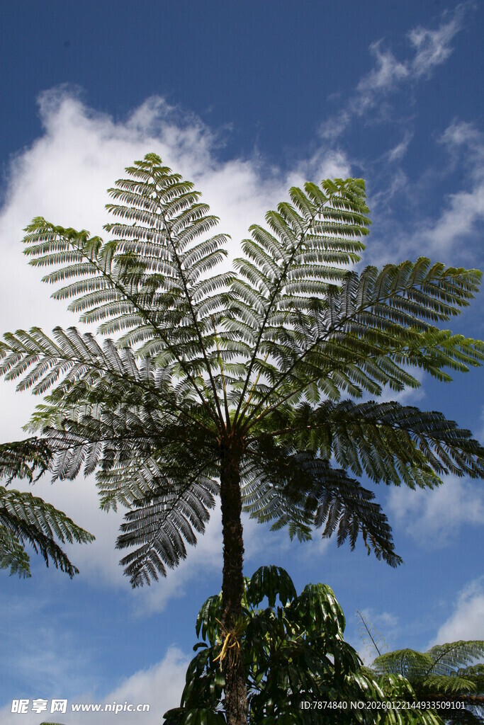 蓝天映衬下的高大蕨类植物