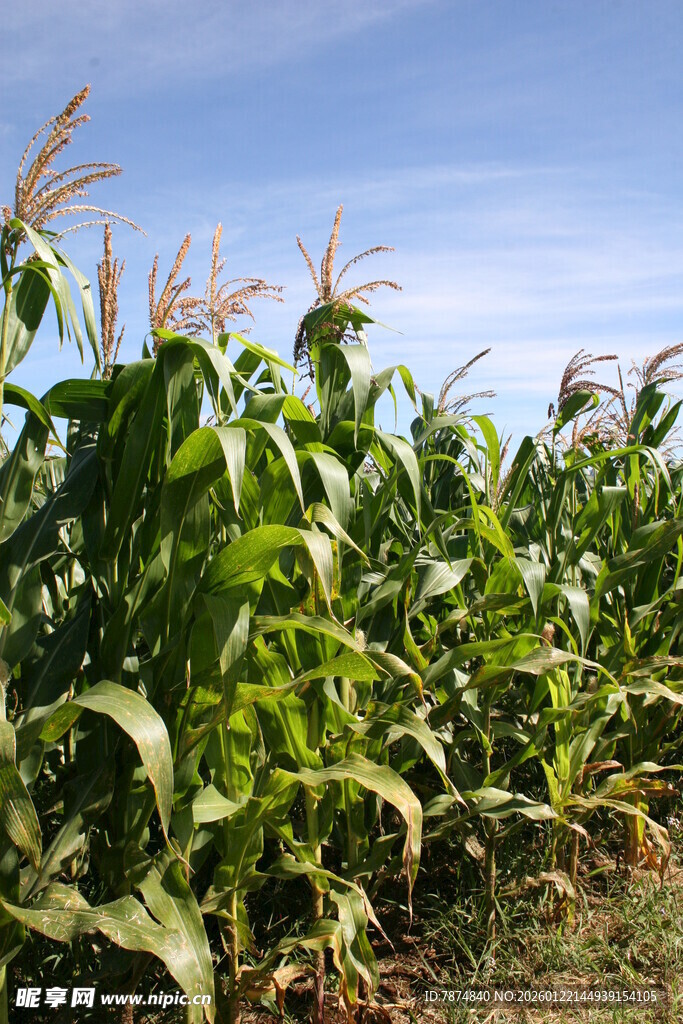 夏日玉米田风景