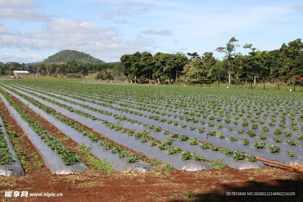 整齐的农田作物种植景观