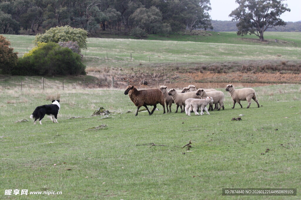 草原上的牛马群