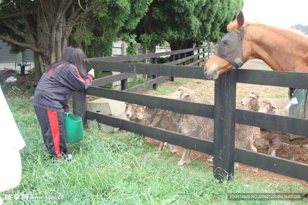小孩给围栏里的马喂食