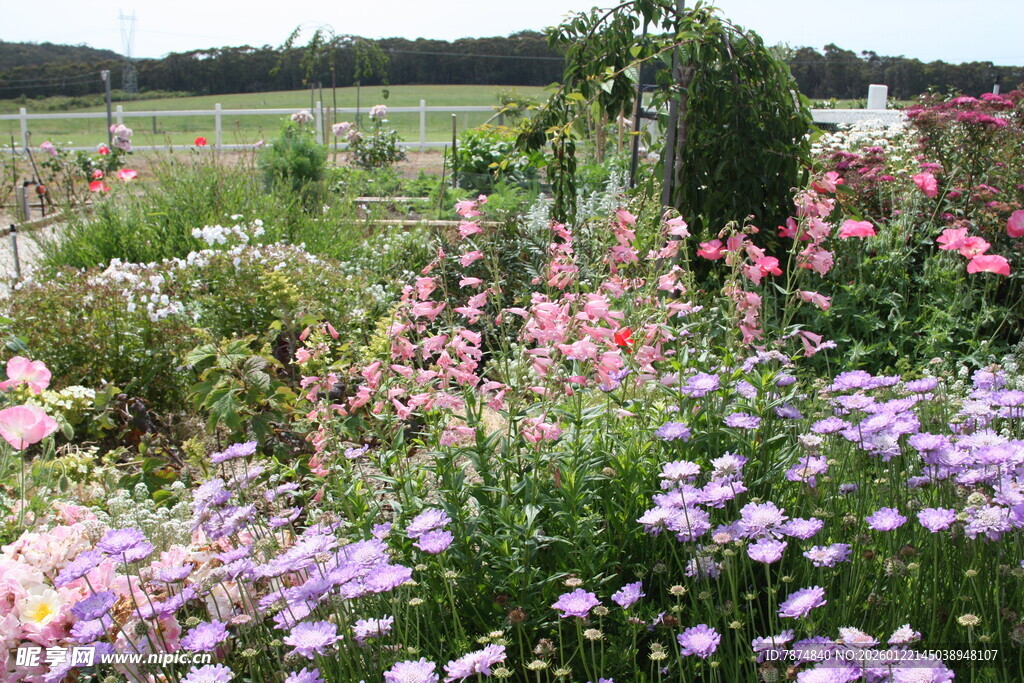 缤纷花海田园美景