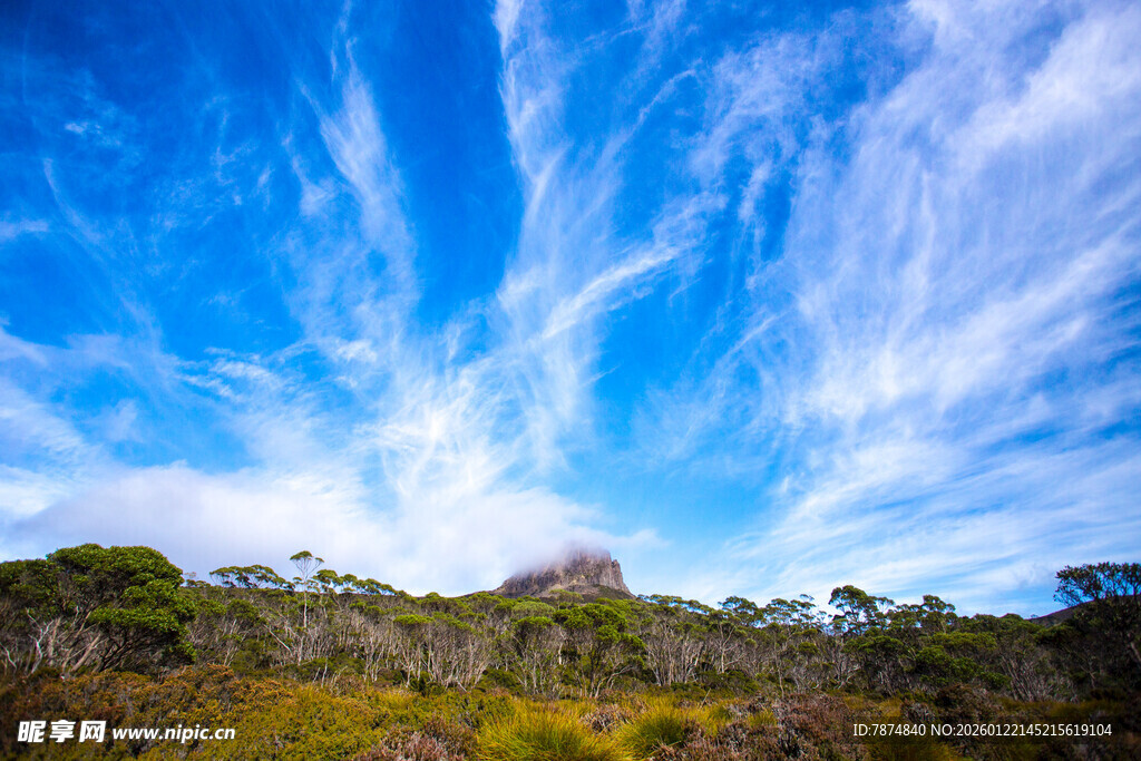 蓝天之下的繁茂植被景观
