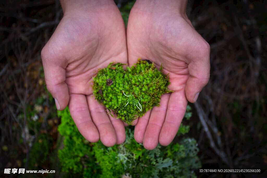 掌心的绿色心形苔藓