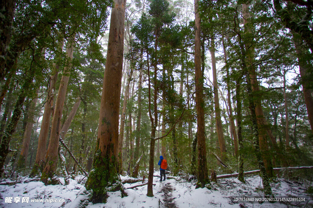 雪覆森林中的徒步者