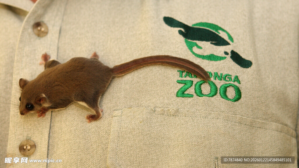 动物园衣物上的可爱小松鼠