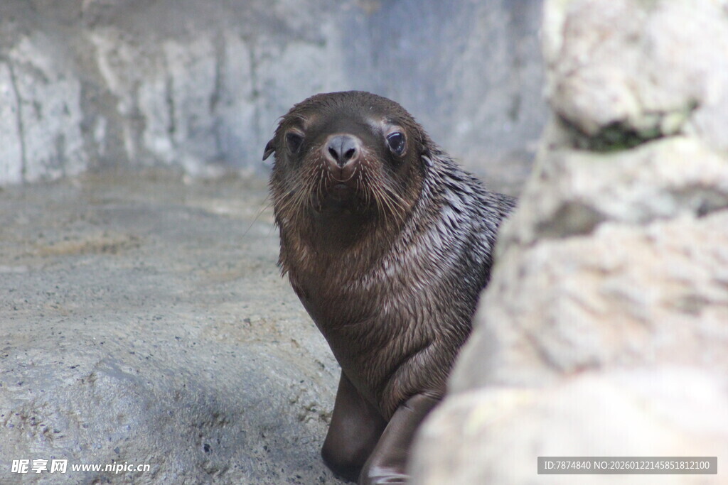 可爱小海狮在岩石间