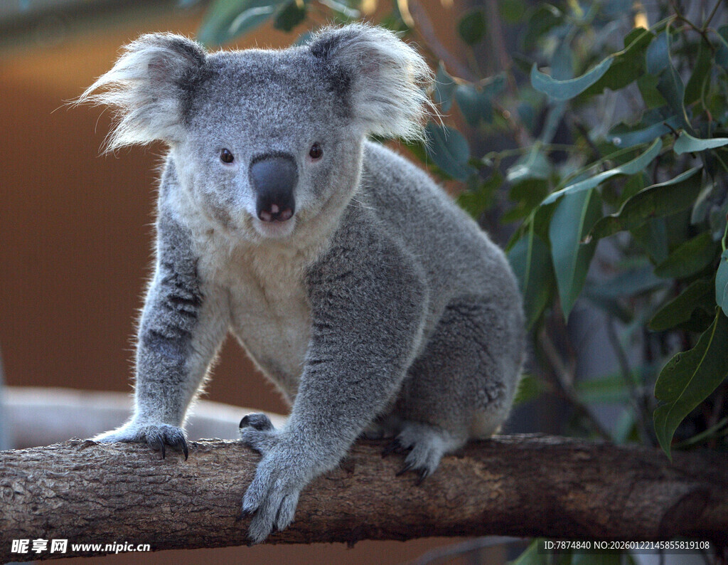 树枝上的可爱考拉