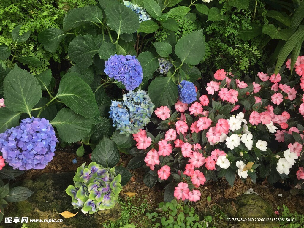 多彩绣球花绽放于绿植间