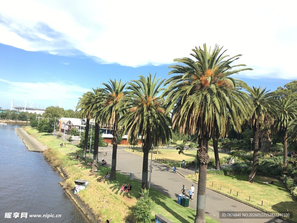 河畔棕榈树风景