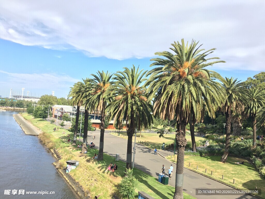 河畔棕榈树风景