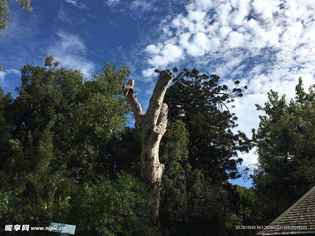 奇特枯树立于葱郁林间