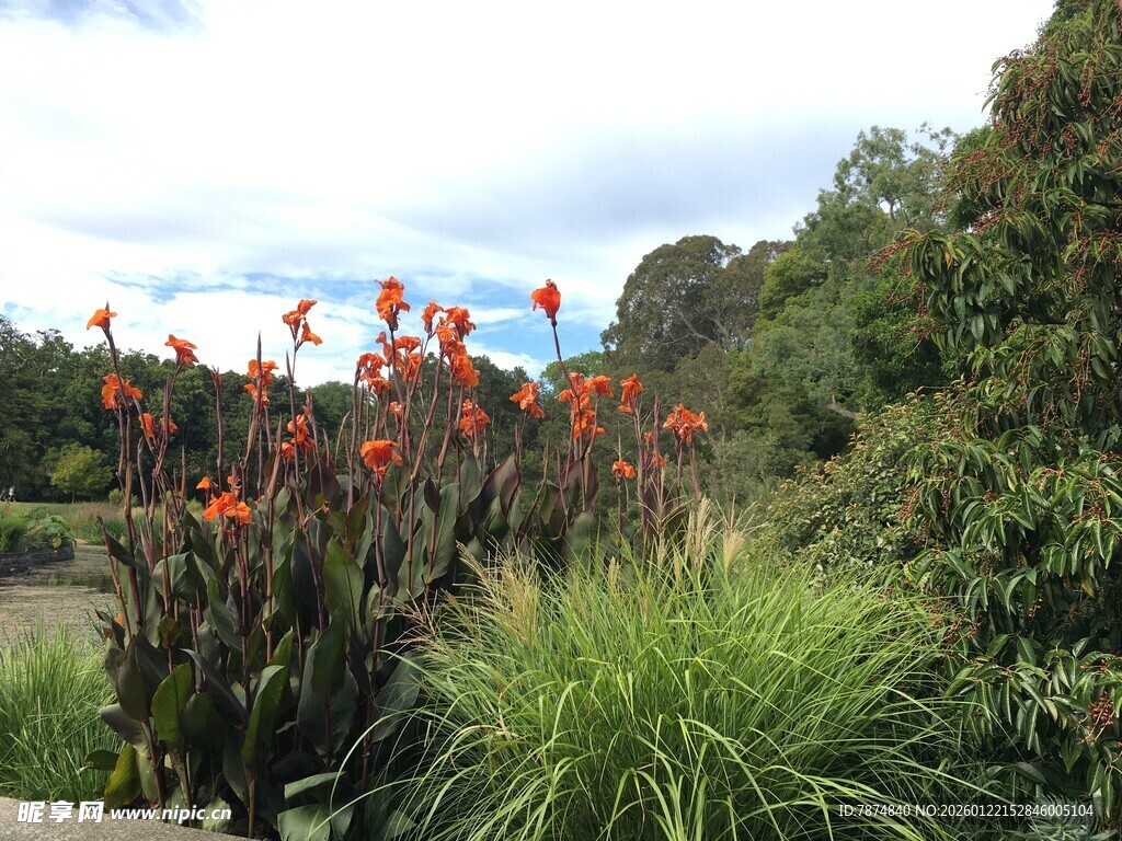花园中的鲜艳花卉