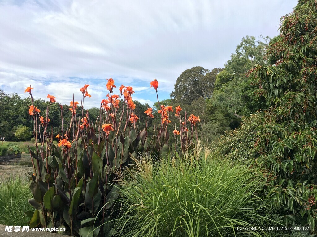 户外艳丽花卉植物景观