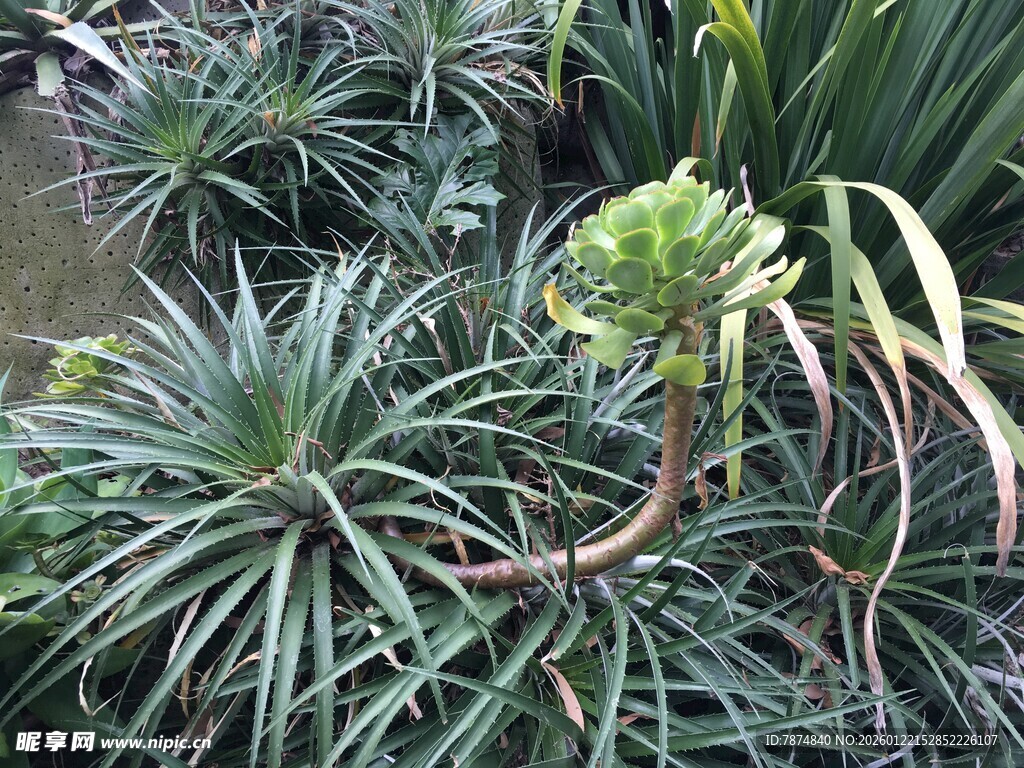 翠绿龙舌兰植物景观