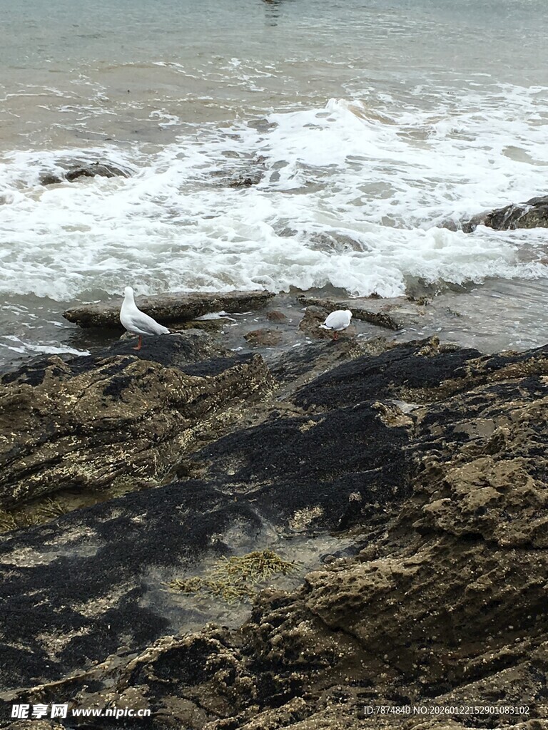 海边礁石上的飞翔海鸥