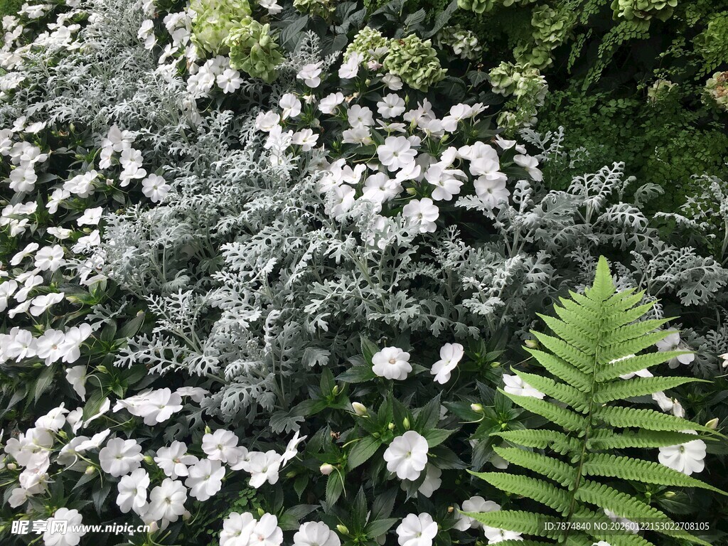 白色小花与绿植的自然景致