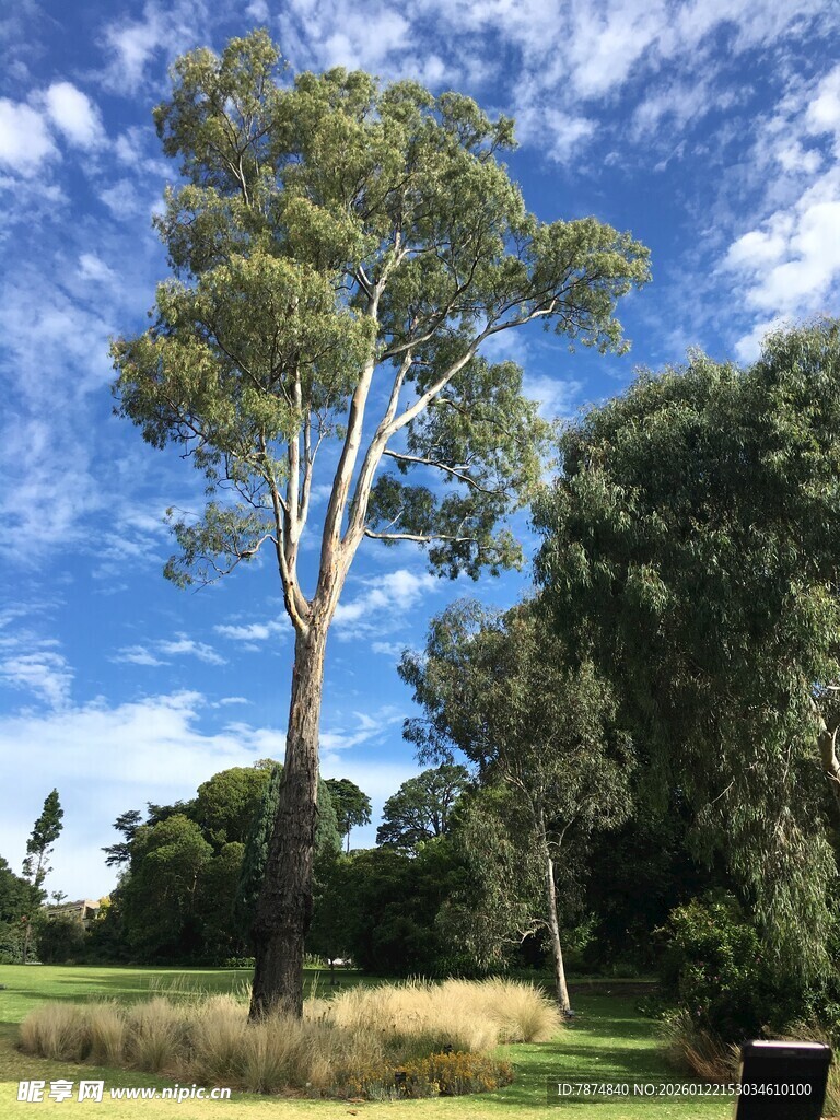 蓝天白云下的高大树木
