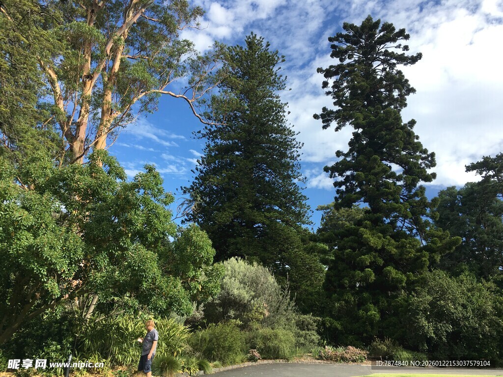 森林中的树木与徒步者