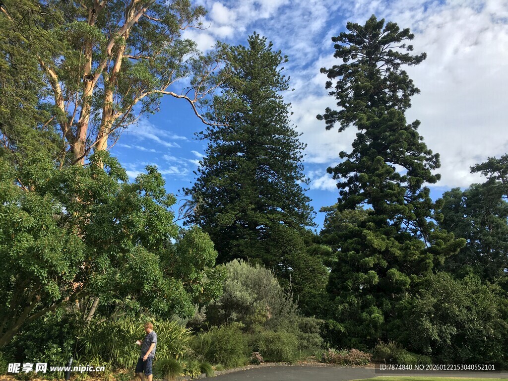 漫步林间小道赏葱郁绿树