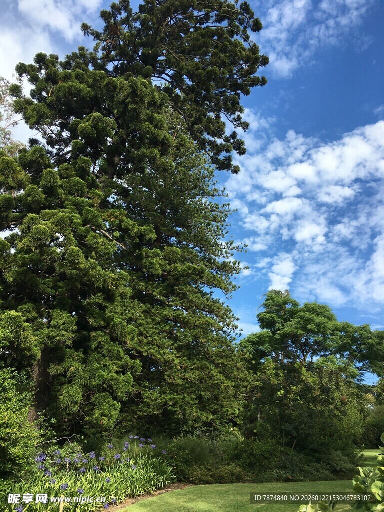 夏日葱郁树林与蓝天美景