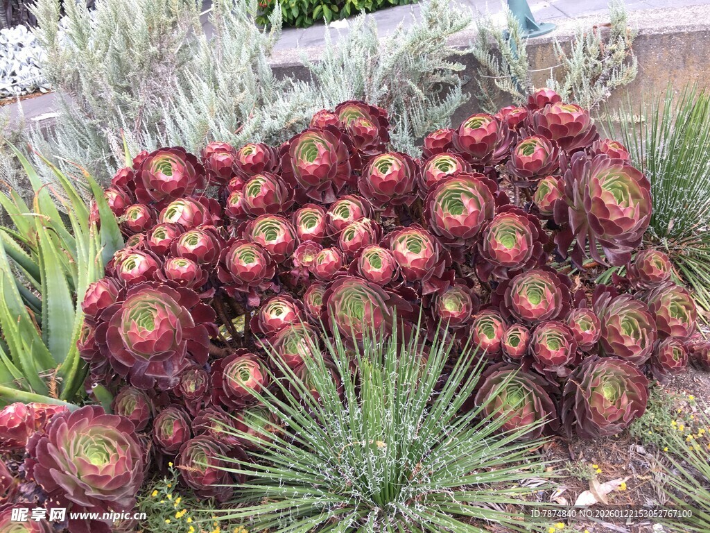 多彩多肉植物群聚景观