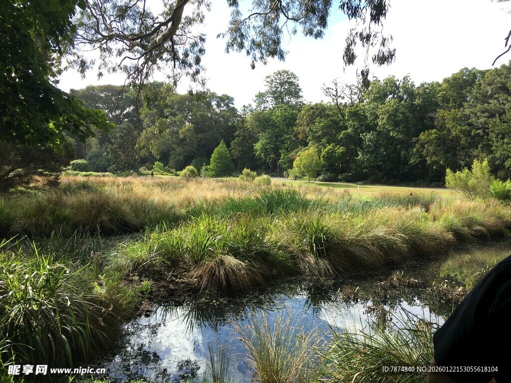 宁静溪边的自然景致