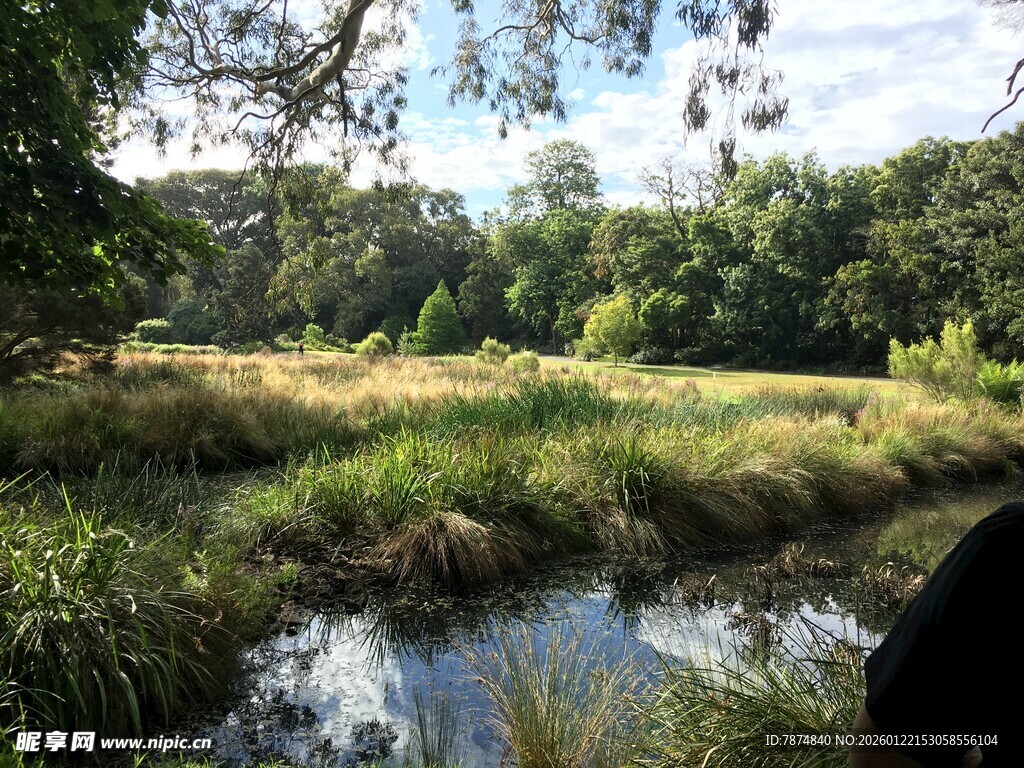 宁静溪边的自然风景
